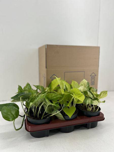 Efeutute - Epipremnum Mix - Ø12cm - ↕15cm - 6 Stück