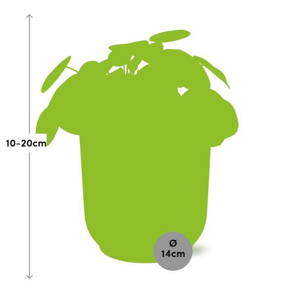 Chinesischer Geldbaum Pilea Peperomioides – Zimmerpflanze 12cm inkl. Ziertopf Vibes Fold Rosa Ø14cm – Glückspflanze mit runden Blättern – Pflegeleicht & dekorativ für Wohnzimmer, Büro & Schlafzimmer