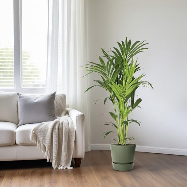Kentiapalme - Howea Forsteriana - Zimmerpflanze - Ø21cm - ↕130cm
