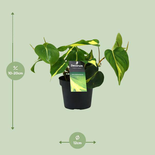 Baumfreund - Philondendron Brasil Scandens - Zimmerpflanze - Ø12cm - ↕20cm