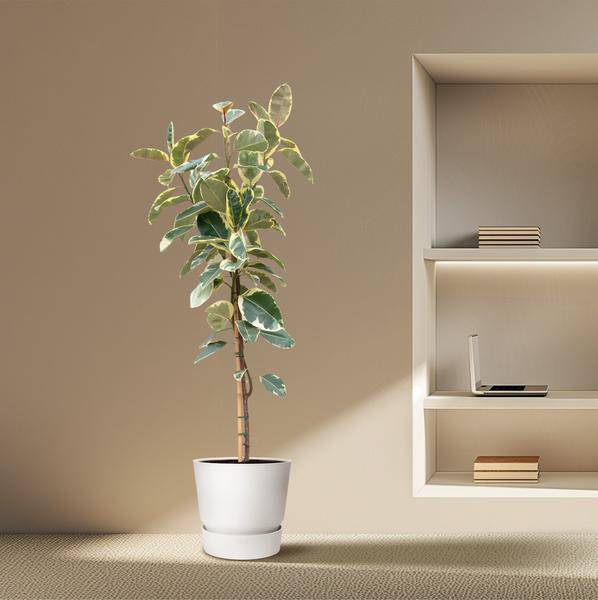 Gummibaum - Ficus Tineke auf Stiel - Zimmerpflanze - 220cm - ø30cm