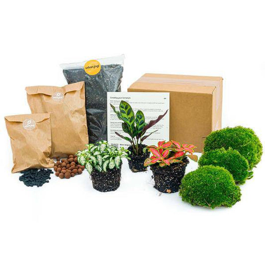 Flaschengarten-Set - Calathea Lancifolia - Nachfüllpackung & Starter-Kit-DIY
