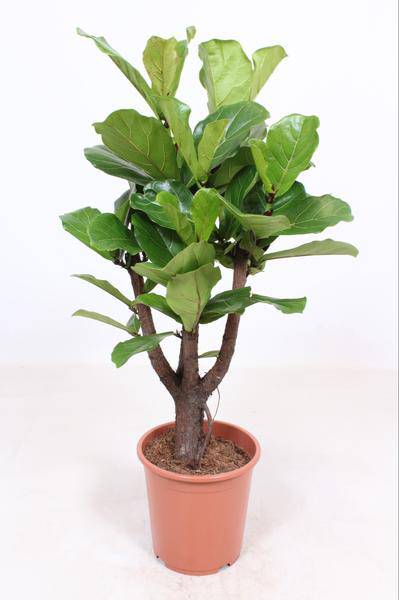 Geigen-Feige - Ficus Lyrata - Zimmerpflanze - Ø27cm - ↕120cm