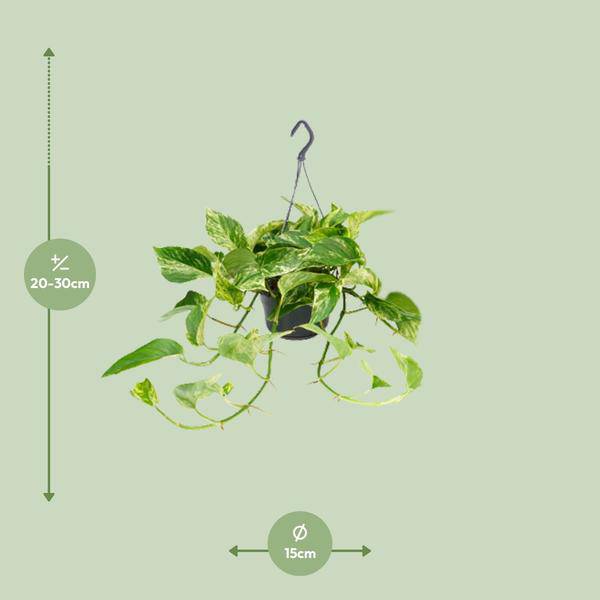 Efeutute Marble Queen – Epipremnum Scindapsus – Ø15cm x H25cm – Zimmerpflanze mit weiß-grüner Blattmusterung – Pflegeleicht – Für hellen Standort