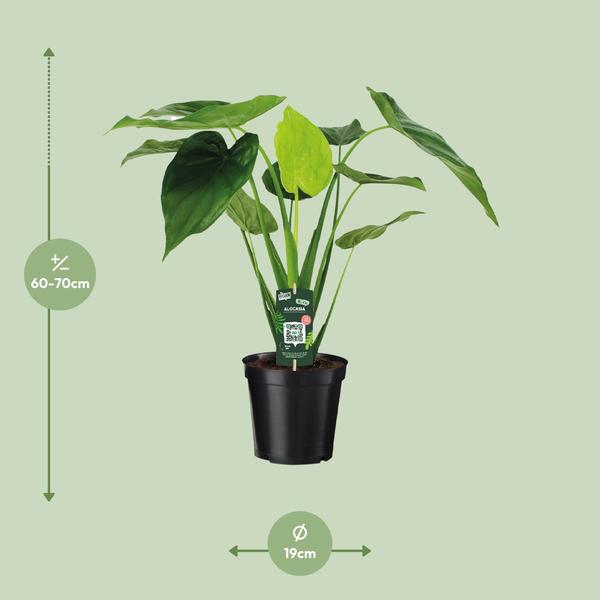Alocasia Cucullata - Elefantenohr - Ø19cm - ↕55cm - Oasis of Life