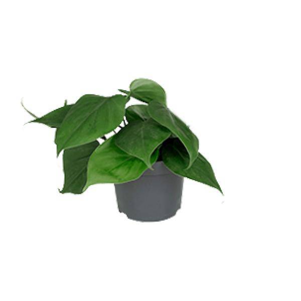 Philodendron Scandens – Baumfreund – Zimmerpflanze – Ø12cm Topf – ↕15–20cm Höhe – Pflegeleicht – Luftreinigend – Halbschatten – Grünpflanze für Zuhause & Büro