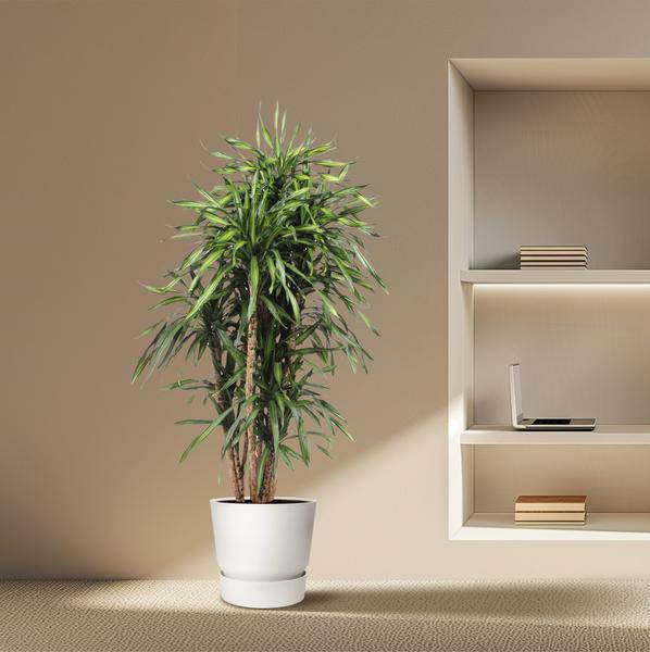 Drachenbaum - Dracaena Riki - Zimmerpflanze - 170cm - ø34cm