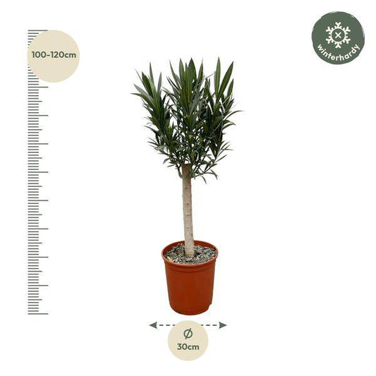 Rosenlorbeer – Nerium Oleander 110cm – Ø22cm – Immergrüne Kübelpflanze mit weißen Blüten – Mediterrane Zierpflanze für Garten, Terrasse & Balkon – Duftend & pflegeleicht