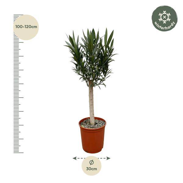 Rosenlorbeer – Nerium Oleander 110cm – Ø22cm – Immergrüne Kübelpflanze mit weißen Blüten – Mediterrane Zierpflanze für Garten, Terrasse & Balkon – Duftend & pflegeleicht