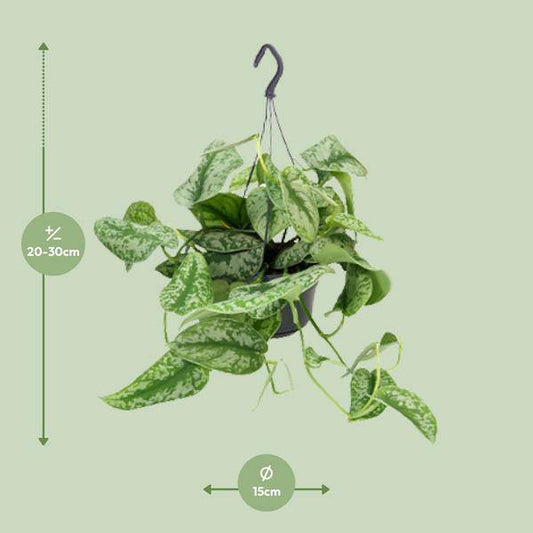 Gefleckte Efeutute – Scindapsus Pictus Trebie – Zimmerpflanze – Ø15 cm Topf – ca. 25 cm hoch – Herzförmige Blätter mit Silberflecken – Pflegeleicht & Dekorativ