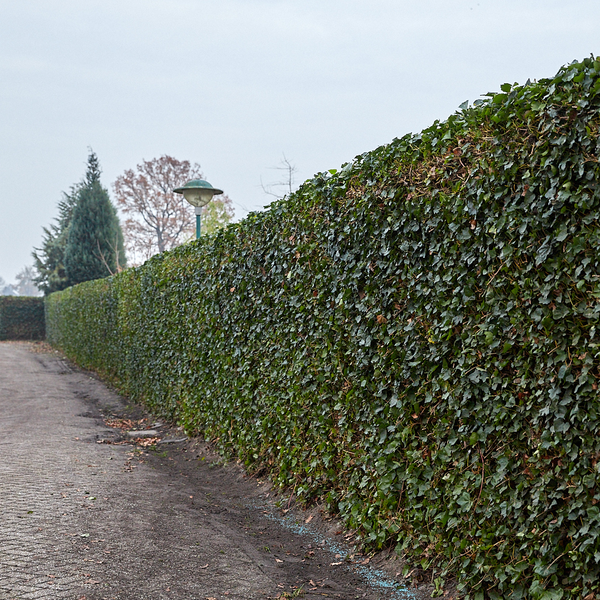 Hedera Hibernica Fertighecke – Efeu-Hecke – Höhe ca. 120cm – Immergrüne Sichtschutzpflanze – Sofortige Privatsphäre für Garten, Terrasse & Außenbereich
