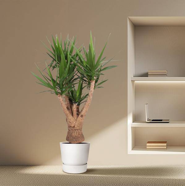 Riesen-Palmlilie - Yucca Elephantipes - Zimmerpflanze - 160cm - ø32cm