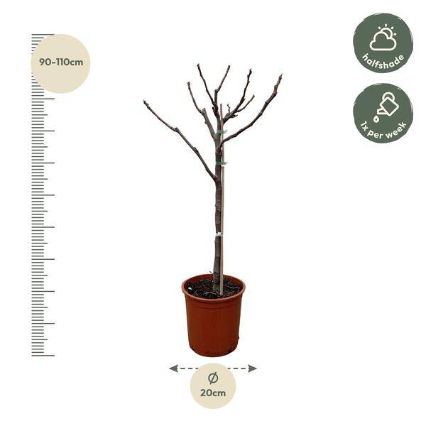 Echte Feige – Ficus Carica 100cm – Ø20cm – Feigenbaum mit großen handförmigen Blättern – Essbare Früchte – Mediterrane Pflanze für Garten, Terrasse & Zimmer