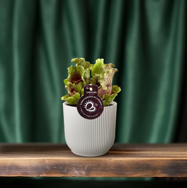 Schlauchpflanze Sarracenia – Fleischtfressende Zimmerpflanze Ø12 cm – ca. 20 cm hoch – Exotisches Design – Luftreinigend & pflegeleicht