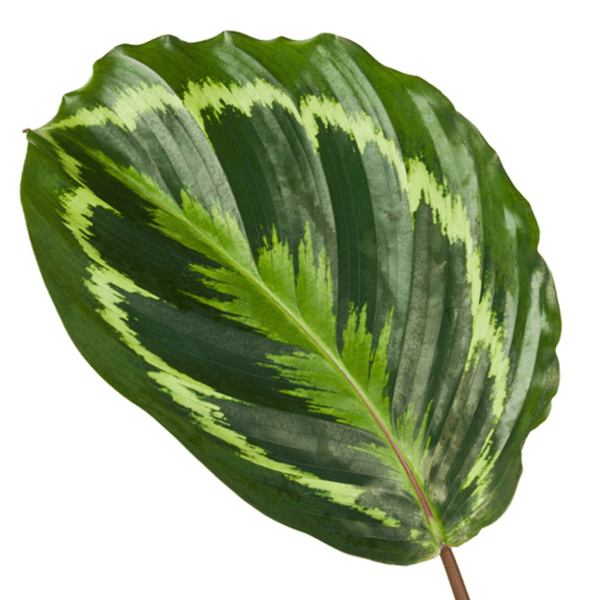 Calathea Medaillon – Korbmarante – Zimmerpflanze mit dekorativen Blättern – Ø19cm – Höhe ca. 80cm – Luftreinigende tropische Pflanze