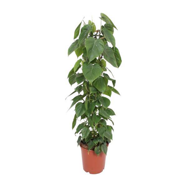 Baumfreund - Philodendron Scandens - Zimmerpflanze - Ø24cm - ↕120cm
