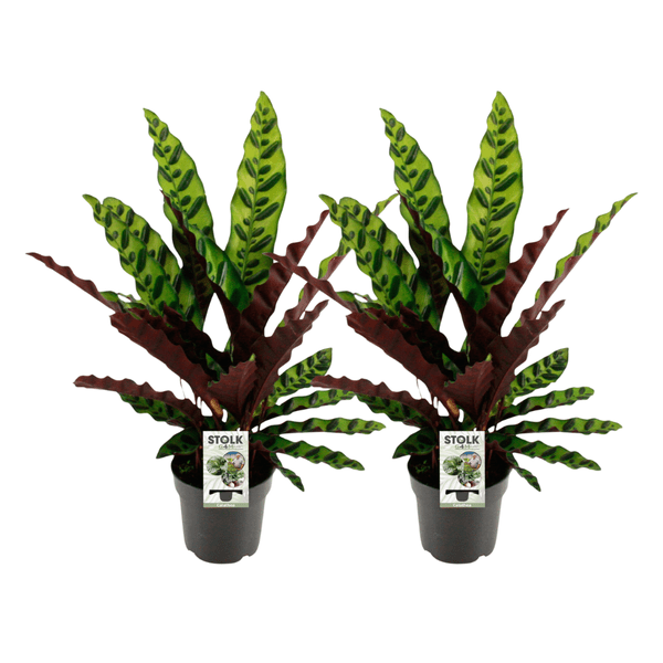 Calathea Lancifolia Insignis – Lanzenblättrige Korbmarante – 2 Zimmerpflanzen Ø14cm – ca. 45cm hoch – 2er Set – Exotische Blattschmuckpflanze mit gemusterten Blättern – Für Wohnzimmer, Schlafzimmer & Büro