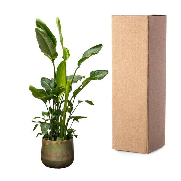 Strelitzia Nicolai - Baumstrelitzie - Zimmerpflanze - 250 cm - ø40cm