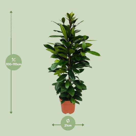 Afrikanischer Feigenbaum Ficus Cyathistipula – Zimmerpflanze – Ø21cm – 105cm Höhe – luftreinigend – pflegeleicht – exotisches Blattgrün