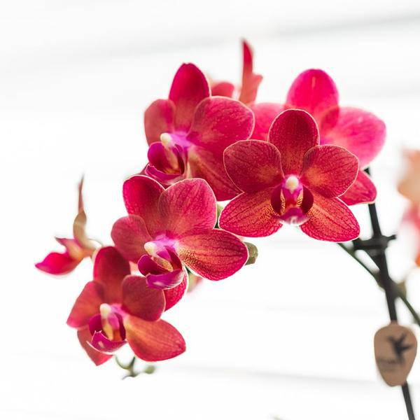 Rosa Phalaenopsis Orchidee - Congo + Diabolo travertine - Topfgröße Ø9cm - blühende Zimmerpflanze