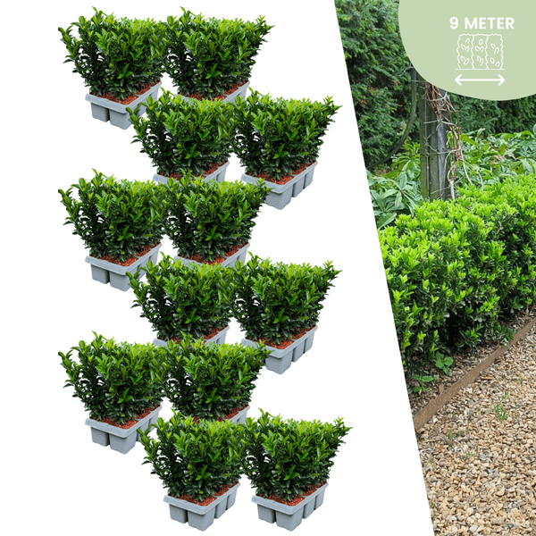 Euonymus 'Green Spire' – Japanischer Spindelstrauch – Immergrün – Ø7cm – ↨15cm – 72 Pflanzen – Buchsbaum-Ersatz für dichte Hecken bis 9m