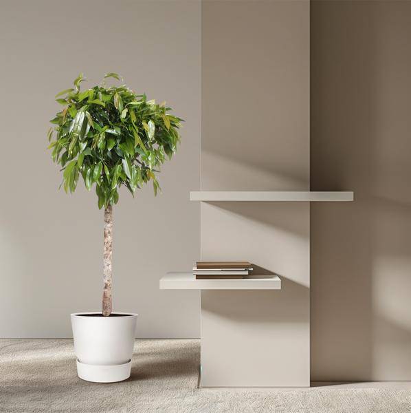 Gummibaum - Ficus Amstel King - Zimmerpflanze - 180cm - ø40cm