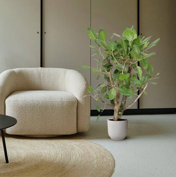 Banyan-Feige Ficus Benghalensis – 140cm hoch – Ø40cm – Exklusive Zimmerpflanze mit großen glänzenden Blättern – Pflegeleicht & robust – Für Wohnzimmer, Büro & Innenräume