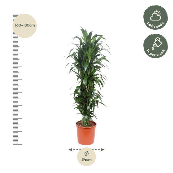Drachenbaum - Dracaena Janet Craig - Zimmerpflanze - 170cm - ø34cm