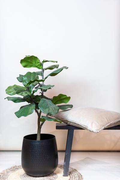 Kunstpflanze - Ficus Lyrata - Tabakpflanze - 90 cm