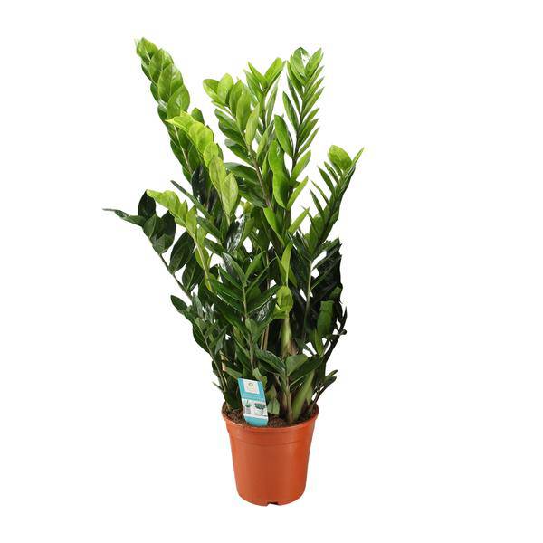 Glücksfeder - Zamioculcas Zamiifolia - Zimmerpflanze - Ø21cm - ↕95cm