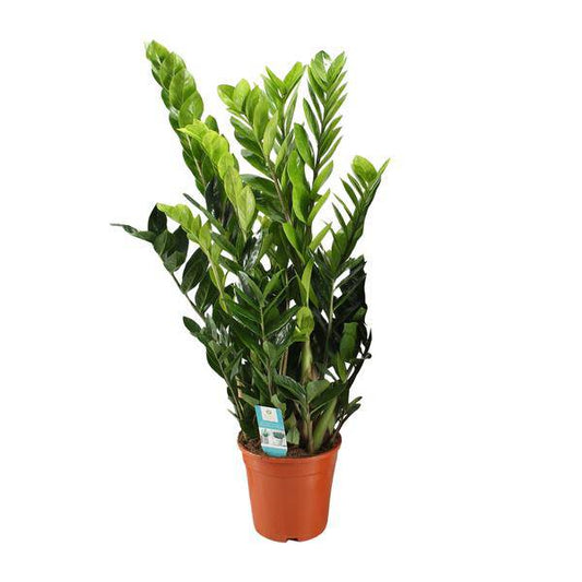 Glücksfeder - Zamioculcas Zamiifolia - Zimmerpflanze - Ø21cm - ↕95cm