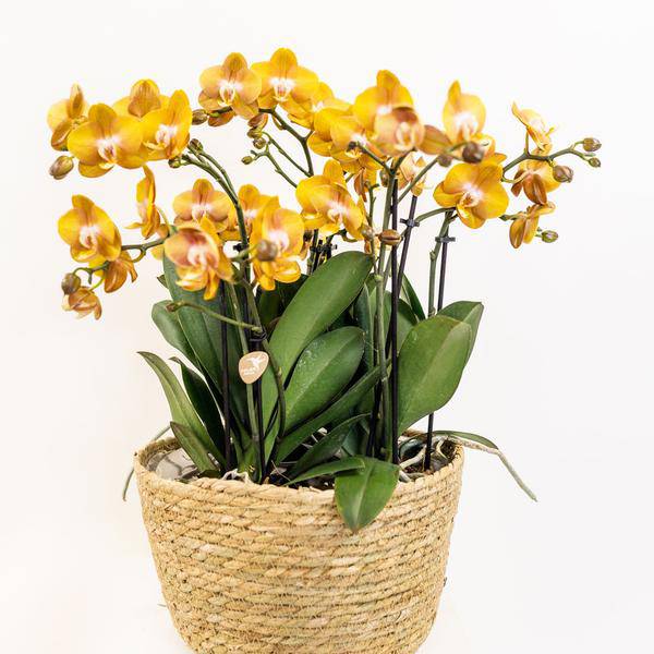Einlage mit Wasserreservoir für Orchideenschale – Bewässerungssystem für Kolibri-Orchideen – 1x12cm + 2x9cm Töpfe – inkl. WaterWicks – Ø25cm – Ideal für Schilf- und Baumwollkörbe