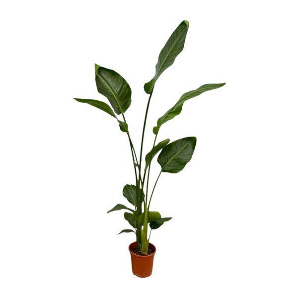 Strelitzia Nicolai – Baum-Strelitzie – 2 Stück – Zimmerpflanzen ca. 130cm – ø17cm – Weißer Paradiesvogel – Tropische XL-Grünpflanzen für Wohnzimmer, Büro & Wintergarten