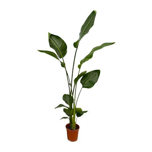Strelitzia Nicolai – Baum-Strelitzie – 2 Stück – Zimmerpflanzen ca. 130cm – ø17cm – Weißer Paradiesvogel – Tropische XL-Grünpflanzen für Wohnzimmer, Büro & Wintergarten
