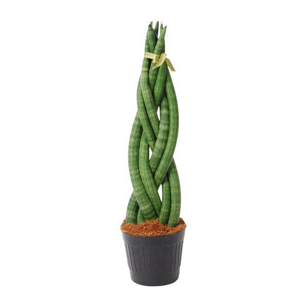 Sansevieria cylindrica Twist – Bogenhanf – pflegeleichte Zimmerpflanze – luftreinigend – ↕40cm – Ø10,5cm