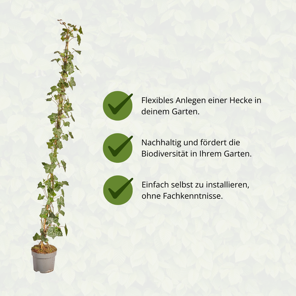 Hedera Hibernica – Efeu – gestäbt – Höhe 125-150cm – Immergrüne Kletterpflanze – robuste Heckenpflanze für Garten, Balkon & Terrasse