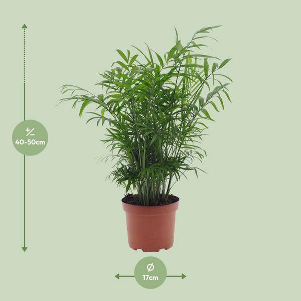 Mexikanische Bergpalme - Chamaedorea Elegans - Zimmerpflanze - Ø17cm - ↕50cm