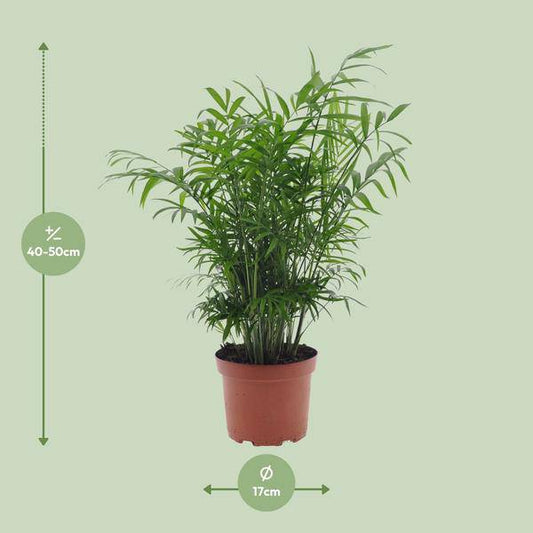 Mexikanische Bergpalme - Chamaedorea Elegans - Zimmerpflanze - Ø17cm - ↕50cm