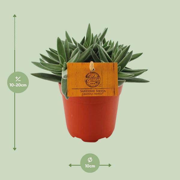 Sukkulente - Crassula Tenelli - Zimmerpflanze - Ø11cm - ↕15cm
