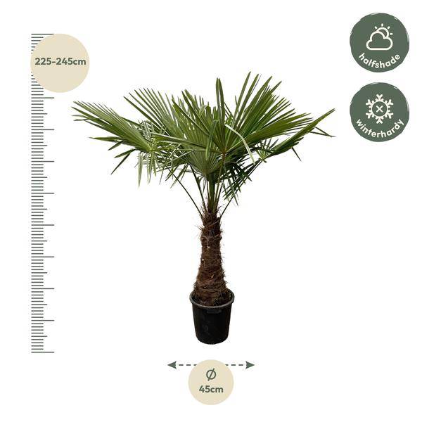 Hanfpalme – Trachycarpus 240cm – Ø45cm – XXL-Palme mit fächerförmigen Blättern – Immergrüne Kübelpflanze für Garten, Terrasse, Wintergarten & Wohnzimmer – Pflegeleicht