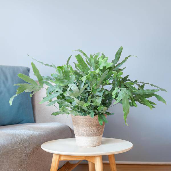 Phlebodium Aureum 'Blue Star' – Blauer Tüpfelfarn – Zimmerpflanze + Korb Lissabon Weiß – Ø17 cm – Höhe 40 cm – Graublaue Blätter – Nachhaltiger Jutekorb – Pflegeleicht & stilvoll