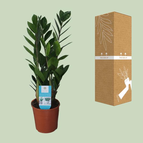 Glücksfeder - Zamioculcas Zamiifolia - Zimmerpflanze - Ø14cm - ↕55cm