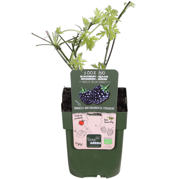 Dornenlose Brombeere - Rubus fruticosus 'Dornenlos Immergrün' - Ø13cm - ↕45cm