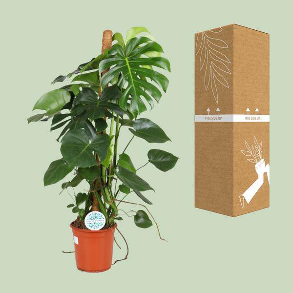 Köstliches Fensterblatt - Monstera Deliciosa - Zimmerpflanze - Ø24cm - ↕105cm