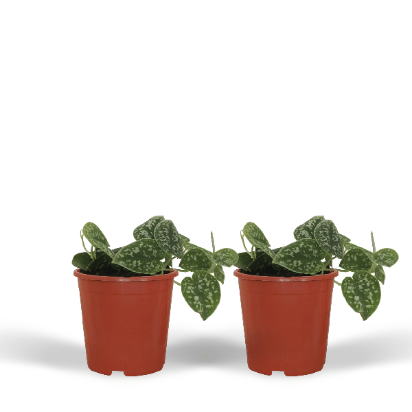 Efeutute - Scindapsus Pictus Epipremnum - 15cm - ø12cm - 2 Stück