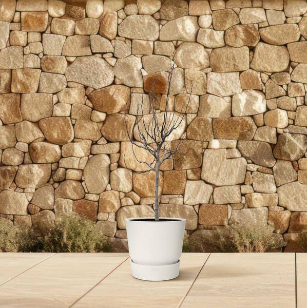 Echte Feige - Ficus Carica - 225 cm - ø40cm