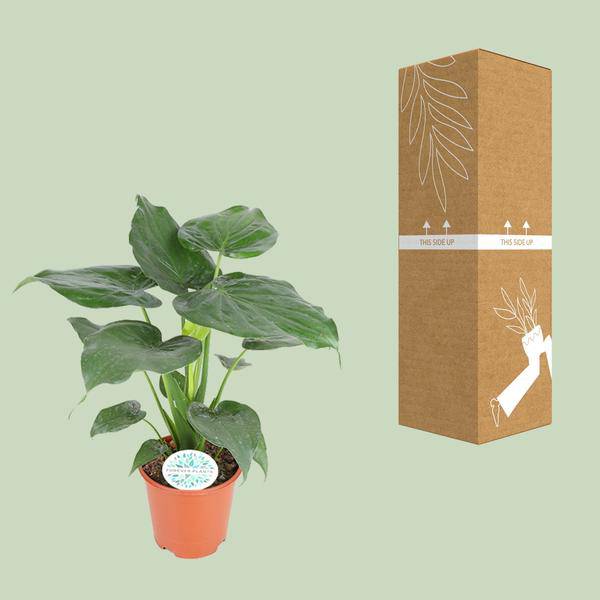 Elefantenohr - Alocasia Cucullata - Zimmerpflanze - Ø21cm - ↕80cm