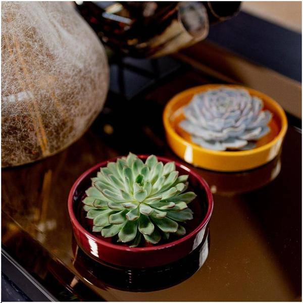 Sukkulente - Echeveria Lilacina in Schale 'Rot' - Zimmerpflanze - Ø20cm - ↕5cm