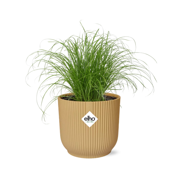 Wechselblättriges Zyperngras - Cyperus Alternifolius Zumula - Zimmerpflanze + Topf Vibes Falten 14cm Gelb