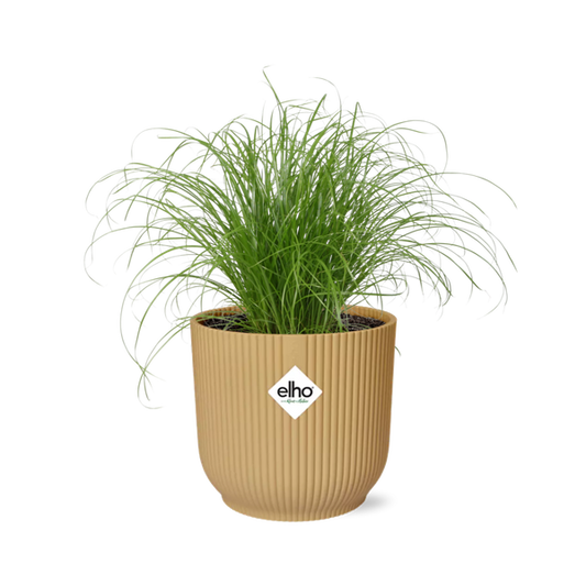 Wechselblättriges Zyperngras - Cyperus Alternifolius Zumula - Zimmerpflanze + Topf Vibes Falten 14cm Gelb